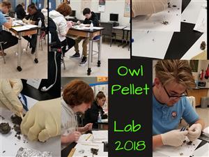 Owl Pellet Lab Owl Pellet Lab